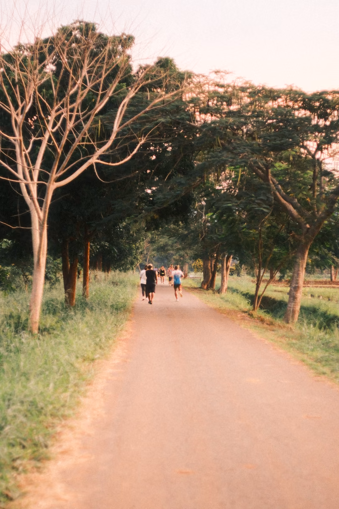 Tree-lined path with joggers in the distance, bare and leafy trees, golden evening light