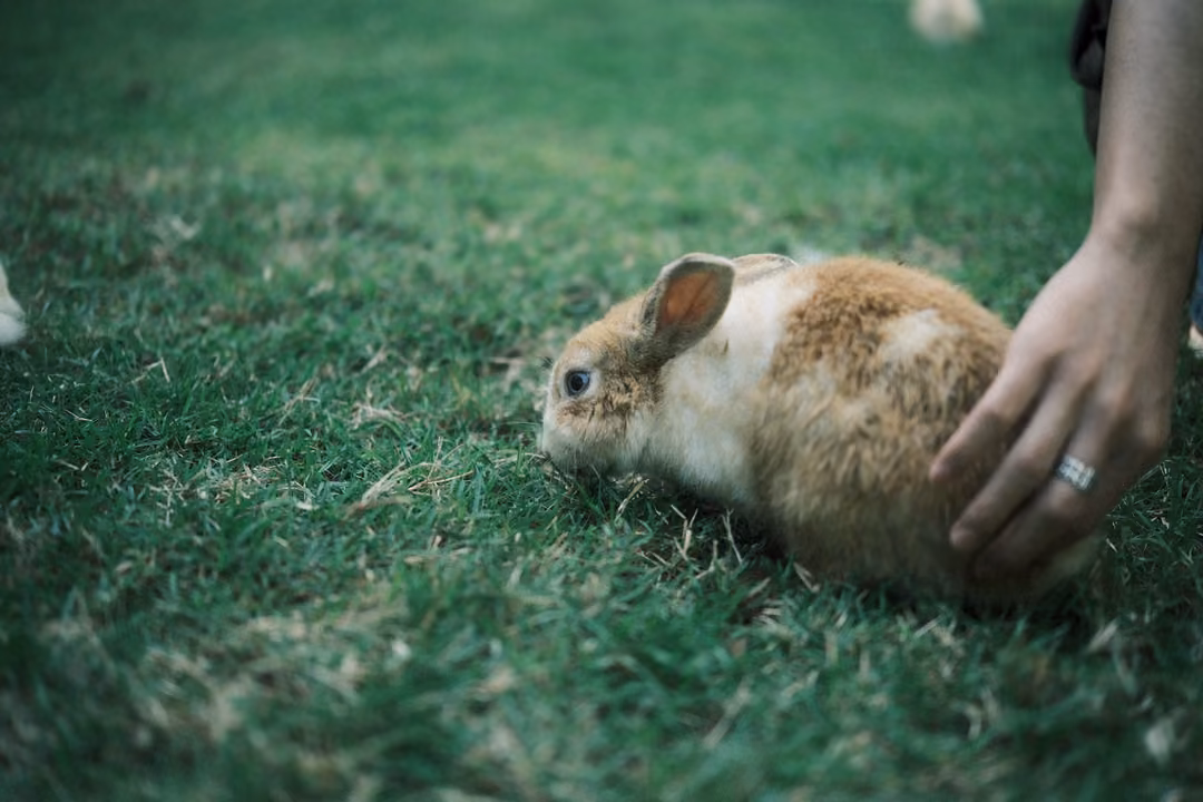 Brown and white rabbit grazing on grass while a hand with a ring gently touches its back