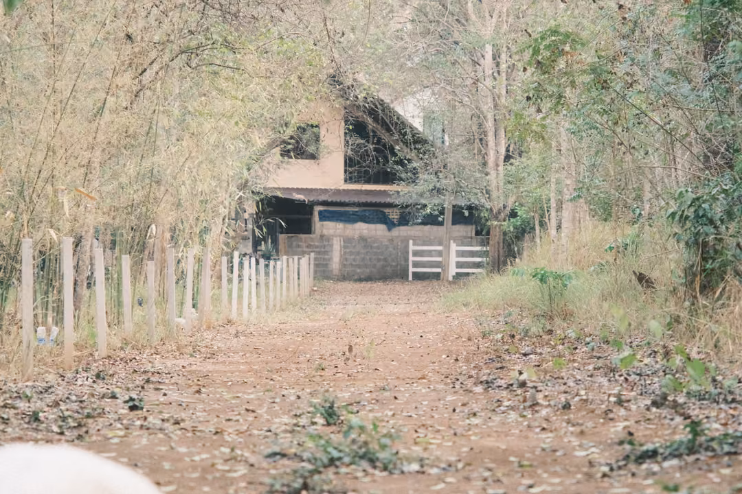 Dirt track between bamboo and fence posts leading to a house with a peaked roof, a white dog edge at bottom