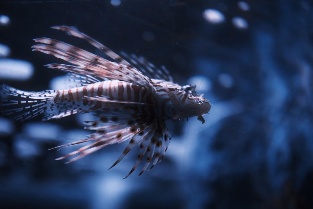 Lionfish in profile with long red and white striped fins spread wide against a dark blue blurred background