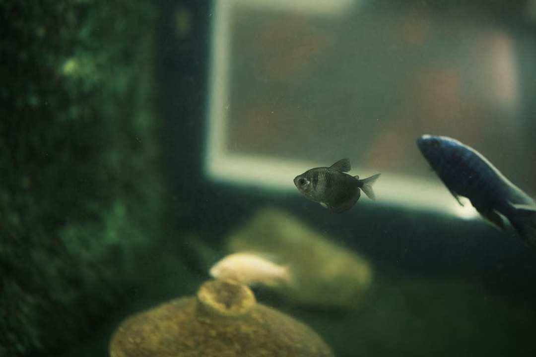 Two small fish near a clay pot and rocks in a dim tank, a pale window frame behind