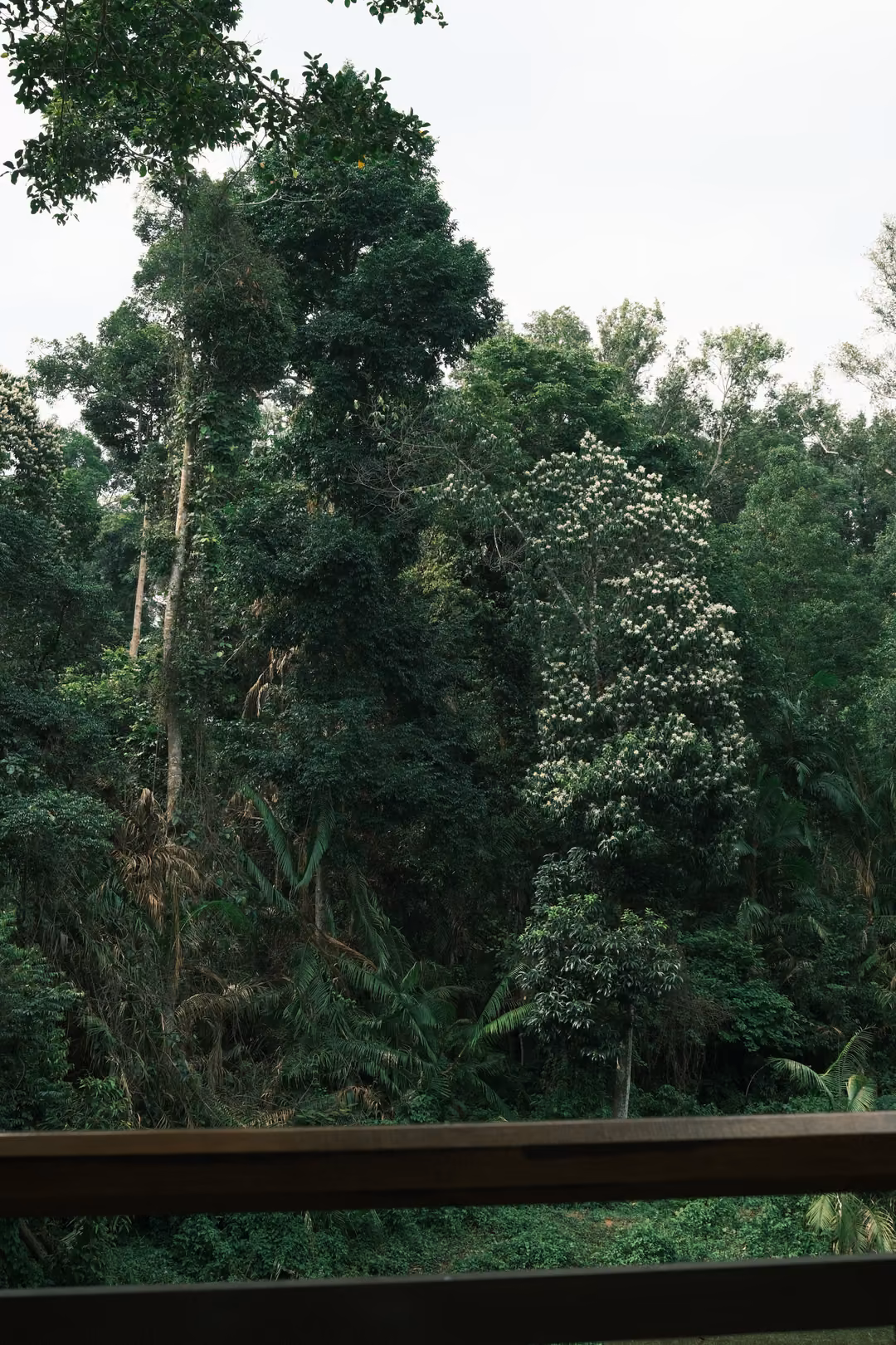 Tall forest trees and a flowering tree seen over a wooden railing under a white sky