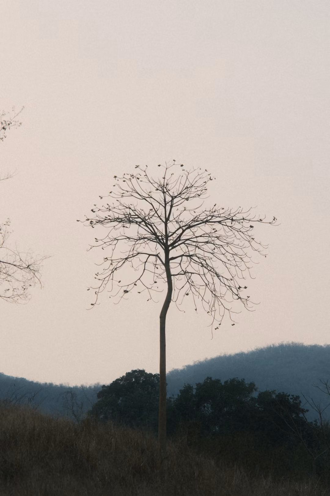 Bare slender tree silhouetted against a hazy pale sky with a blue hill and dark trees below