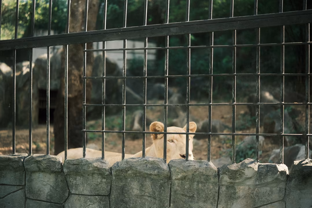 Pale lion's head visible over a stone wall behind a wire fence, rocks and trees behind