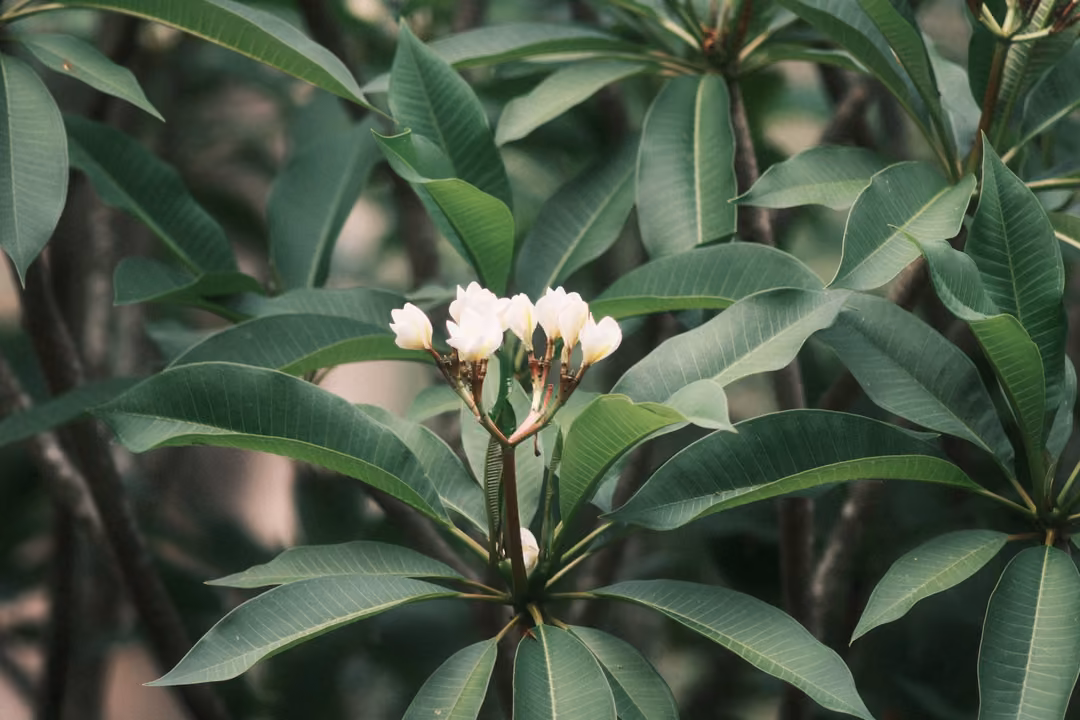 A cluster of white frangipani flowers and buds among broad glossy green leaves.