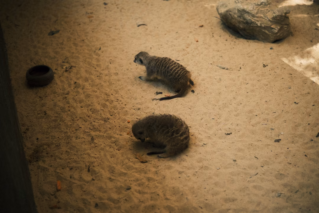 Two meerkats lying on sand, one stretched out and one curled up, a stone and a small bowl nearby