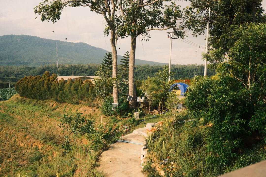 A concrete path curving down a grassy slope past tall trees and shrubs, a mountain rising in the distance.