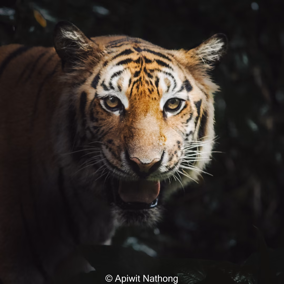 Close portrait of a tiger facing forward with mouth slightly open, against dark green foliage