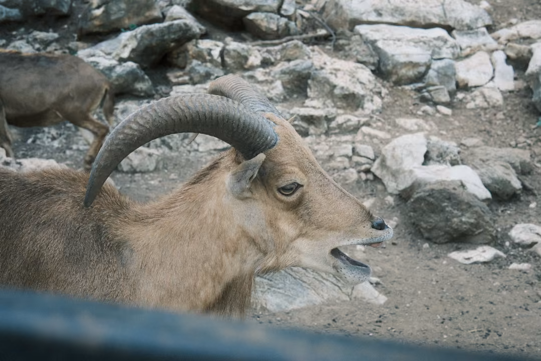 Horned goat with mouth open behind a metal rail, another goat walking on rocks behind it