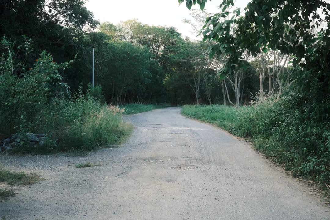 Empty paved road curving through thick green trees and roadside grass