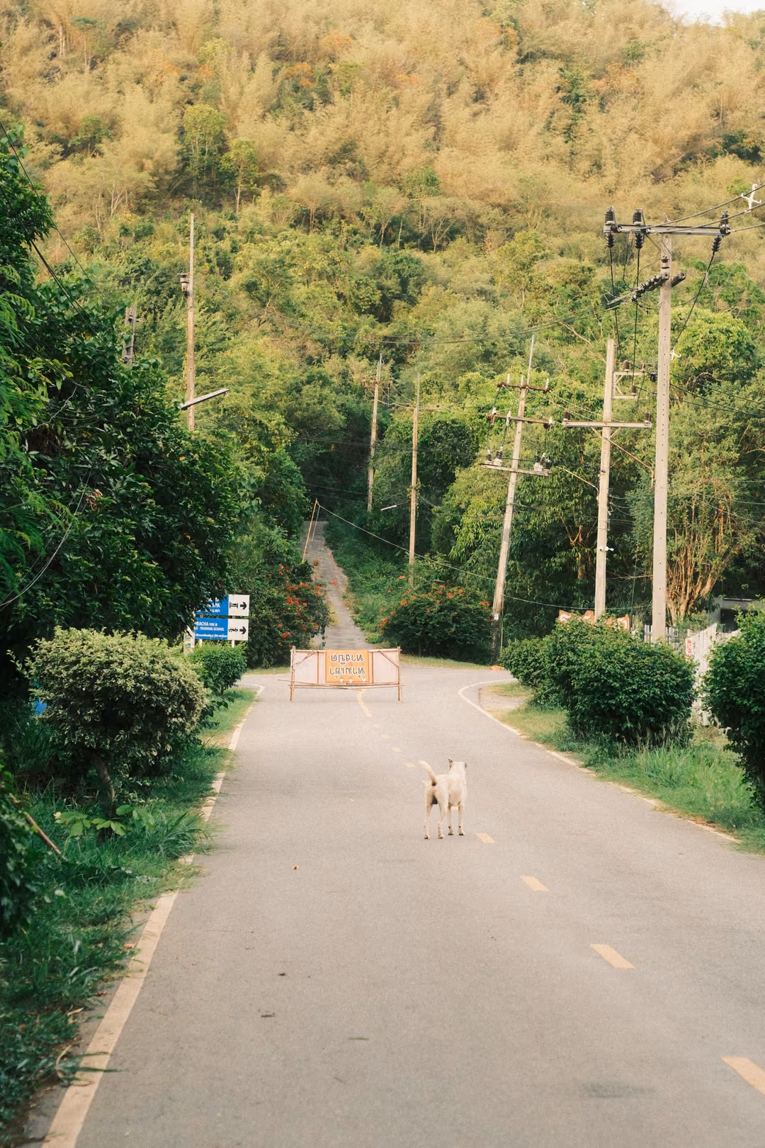 A white dog standing on a road beside hedges and power poles, a barrier and a wooded hill beyond.