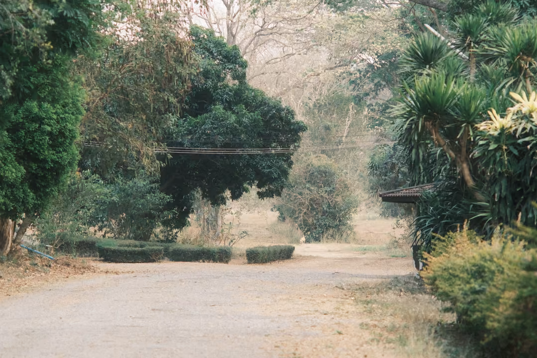 Shaded dirt path leading between dense trees and clipped hedges toward a bright opening