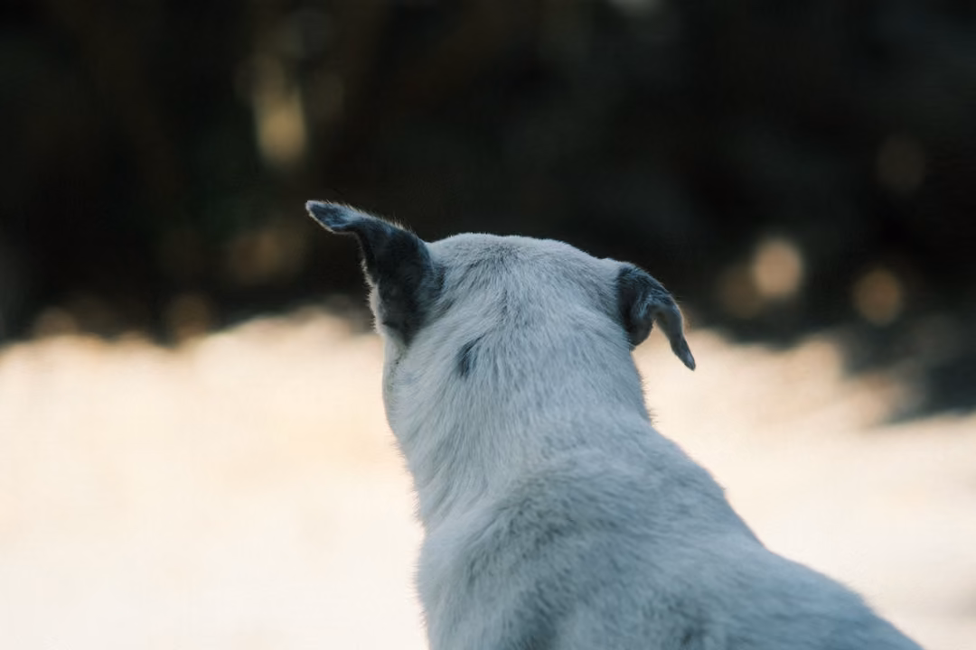 Back of a grey-white dog's head and ears, looking toward bright sunlit ground