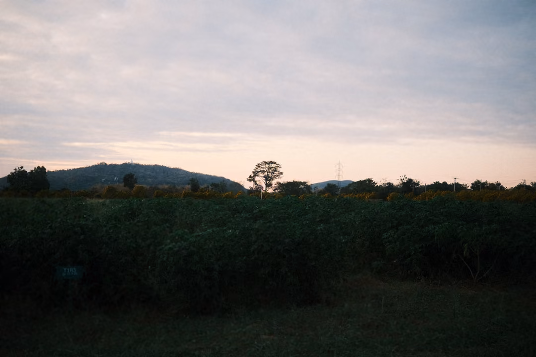 Dark field of leafy crops under a pale pink and grey sky, a hill and a few trees on the horizon