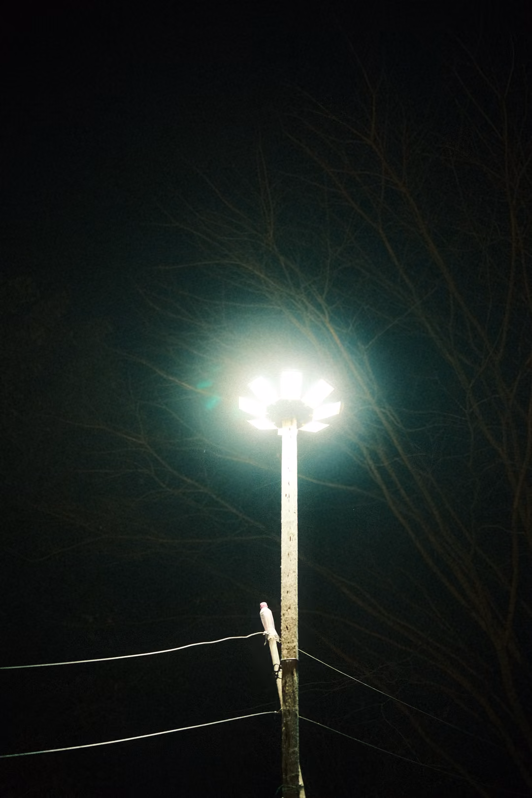 Bright streetlamp glowing on a pole against a black night sky, bare branches and wires around it
