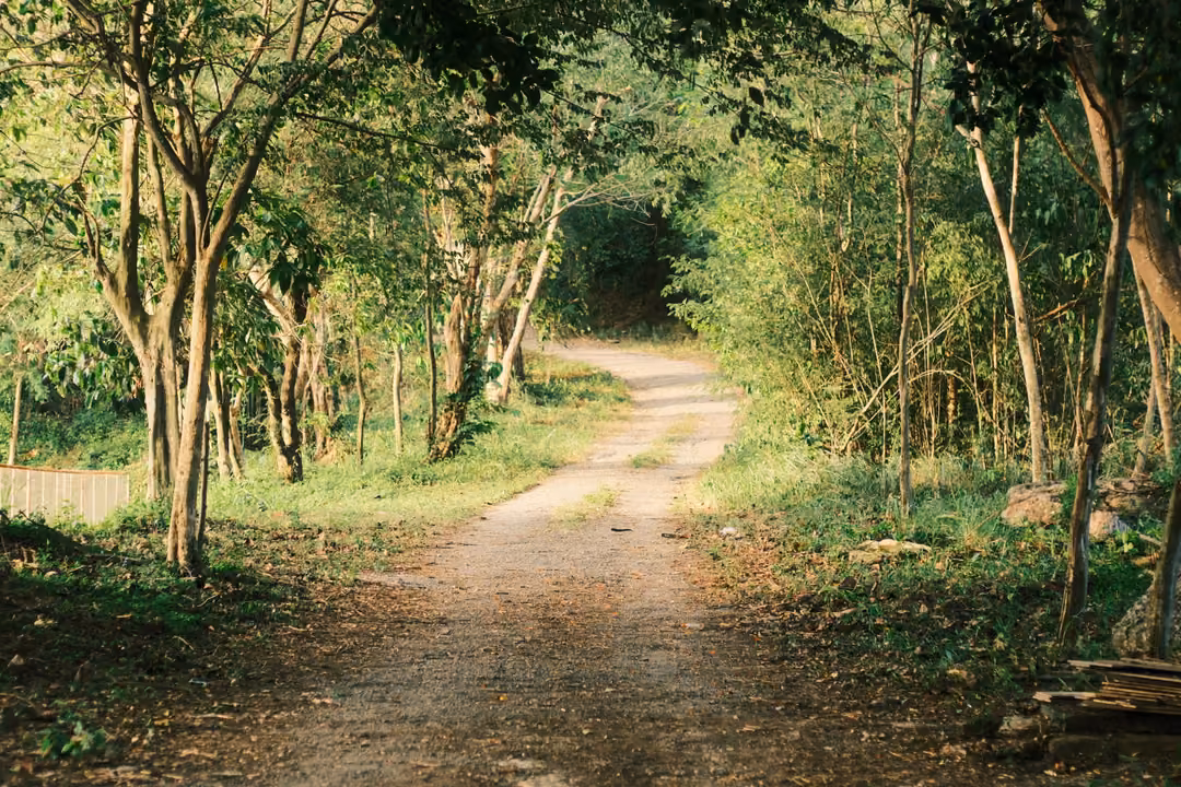 A dirt track winding through a grove of thin trees, sunlight falling in patches across the ground.