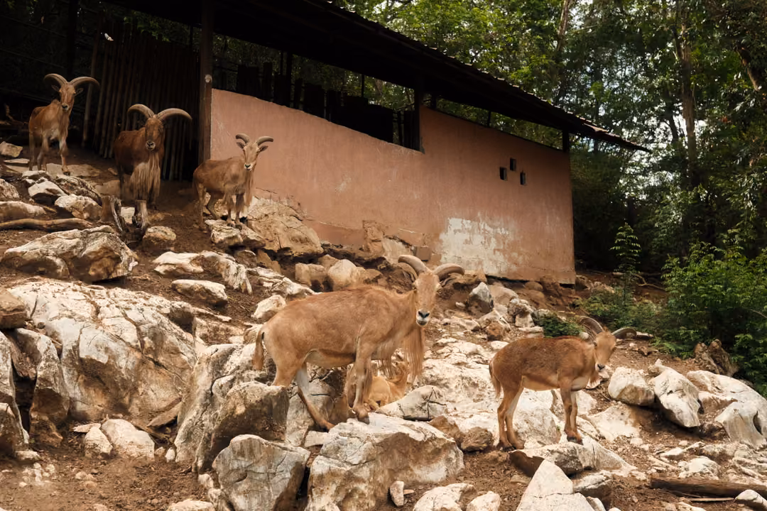 Horned, sandy-coloured goats standing on pale rocks beside a pink-walled shelter under trees