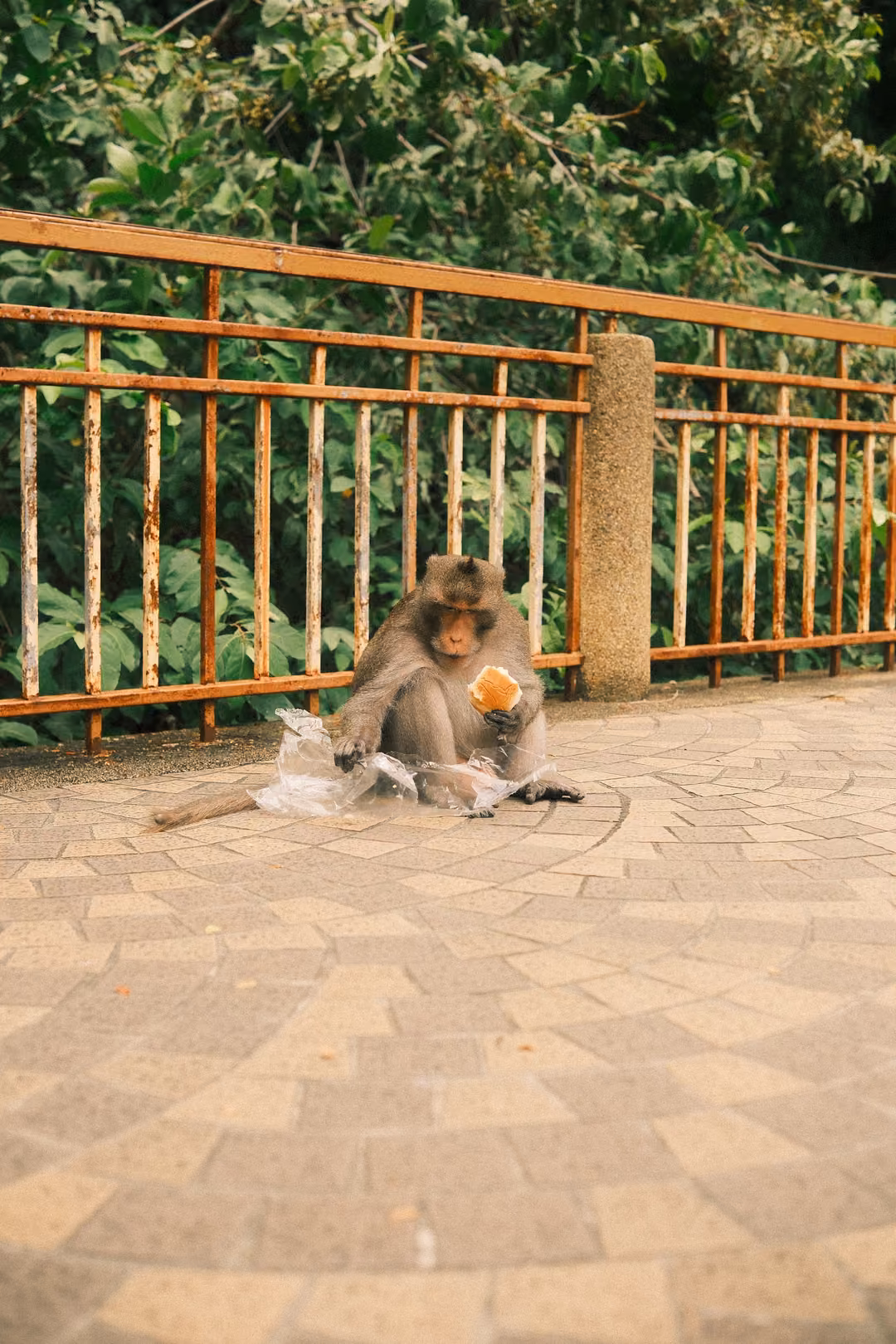 Monkey sitting on a patterned paved floor by a railing, eating something next to a torn plastic bag