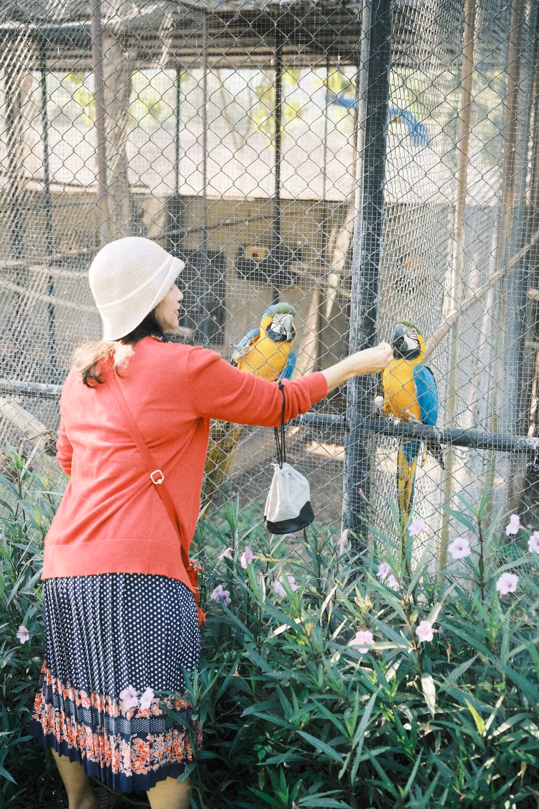 Woman in a red cardigan reaching toward two macaws perched on an aviary rail, pink flowers below