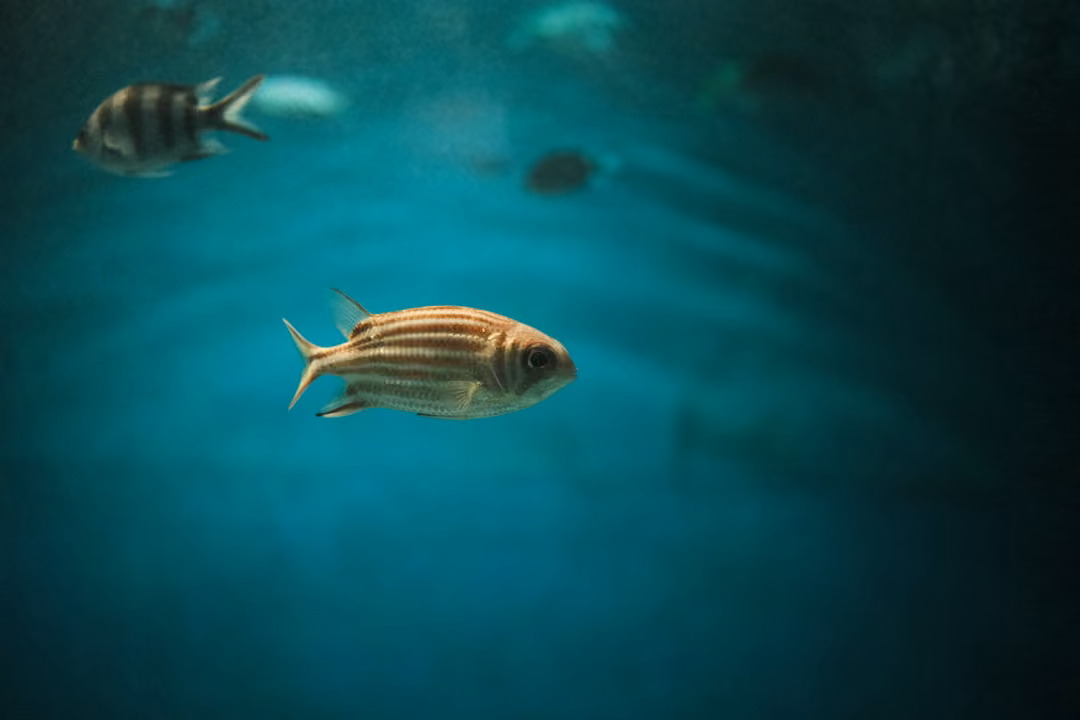 A red-and-cream striped fish with a large eye swimming in clear teal water, a banded fish above