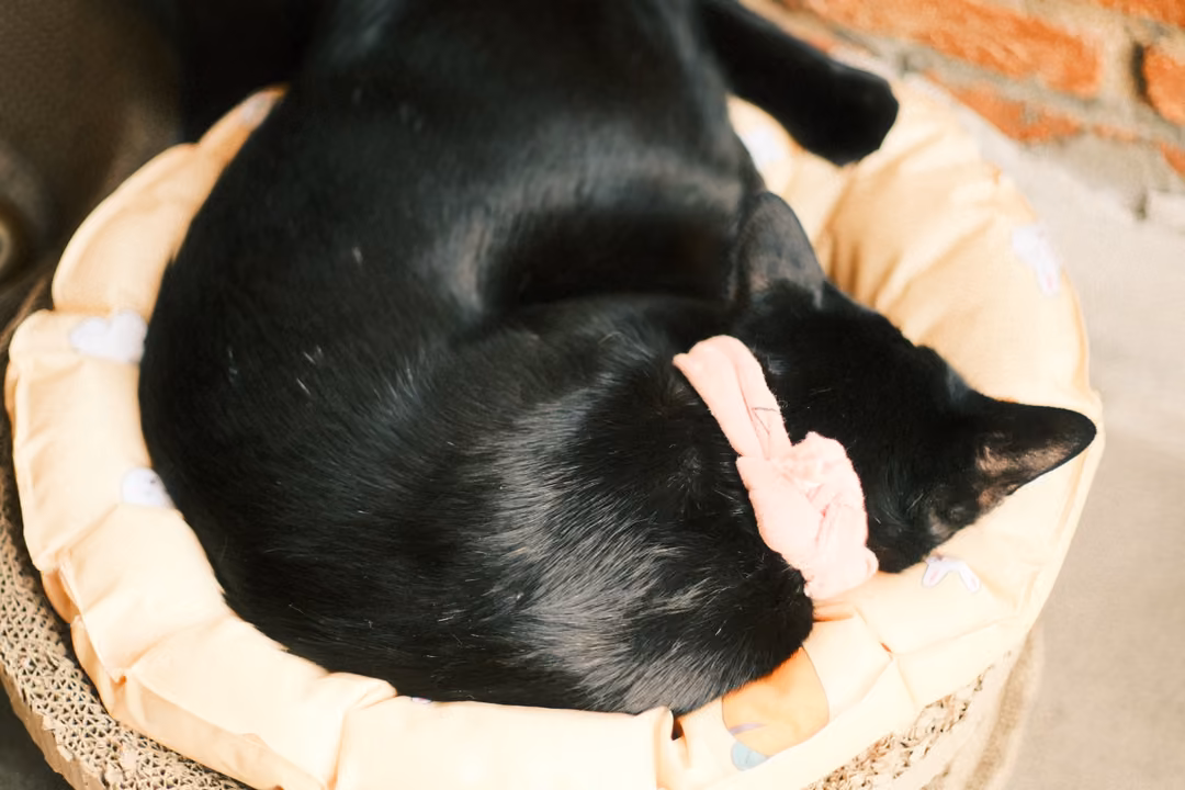 A black cat curled asleep in a round cushioned pet bed, wearing a pink bow collar