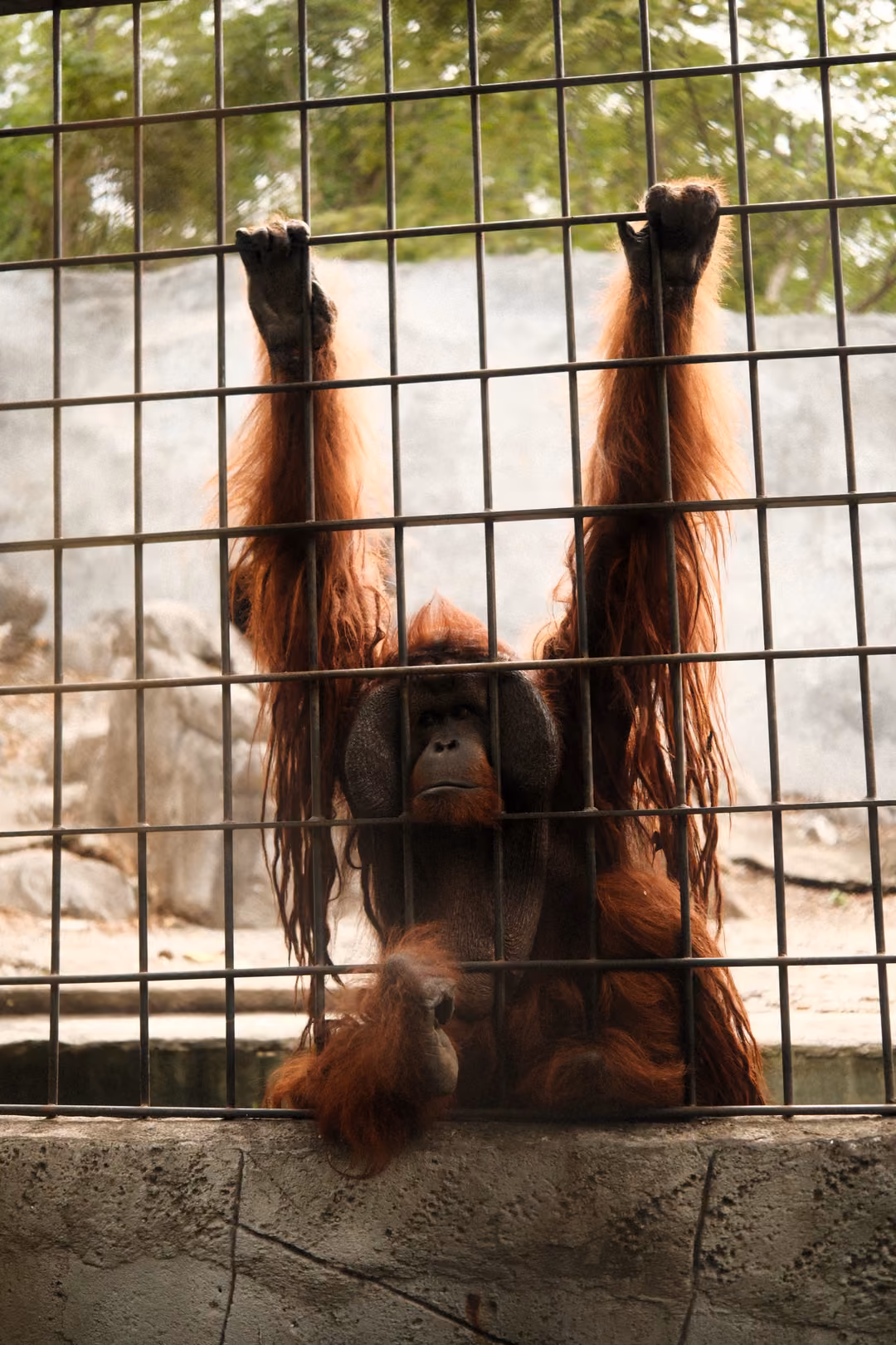 Orangutan hanging from a wire fence with both arms raised high, long orange hair falling down