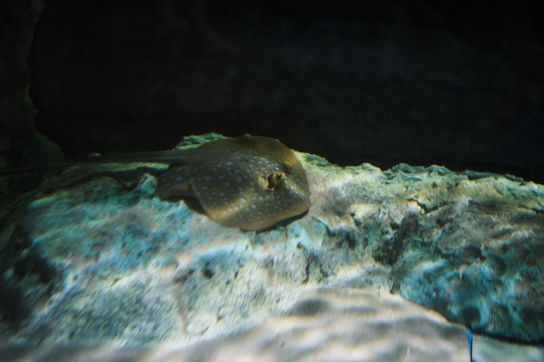 A spotted stingray resting on a rocky ledge in a dim, blue-lit tank