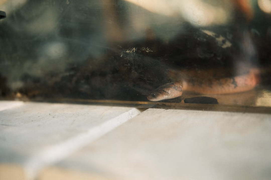 Snake's head barely visible at the base of a dim terrarium, a pale tiled ledge in front