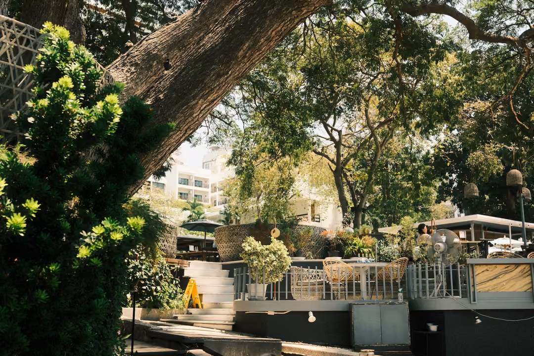 Terrace restaurant under a large leaning tree with outdoor tables and chairs, buildings and greenery behind
