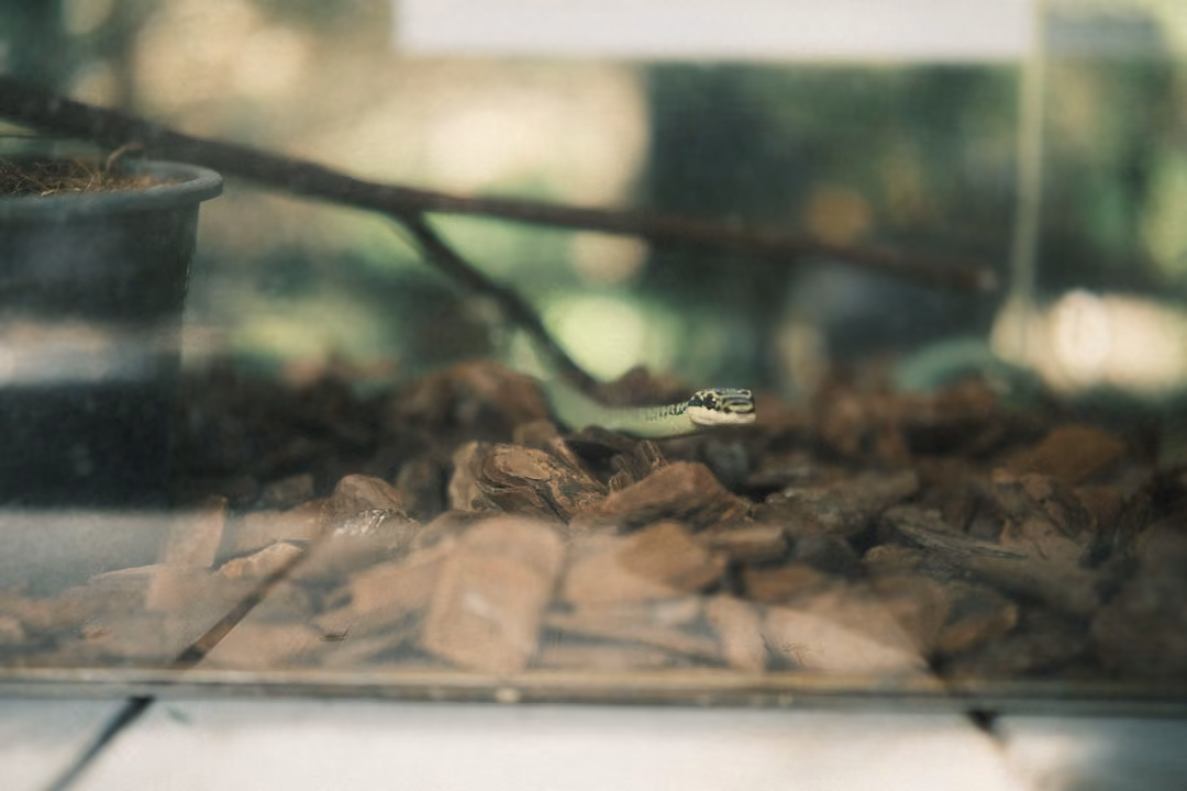 Green snake's head barely visible among bark chips through reflective glass, a branch overhead