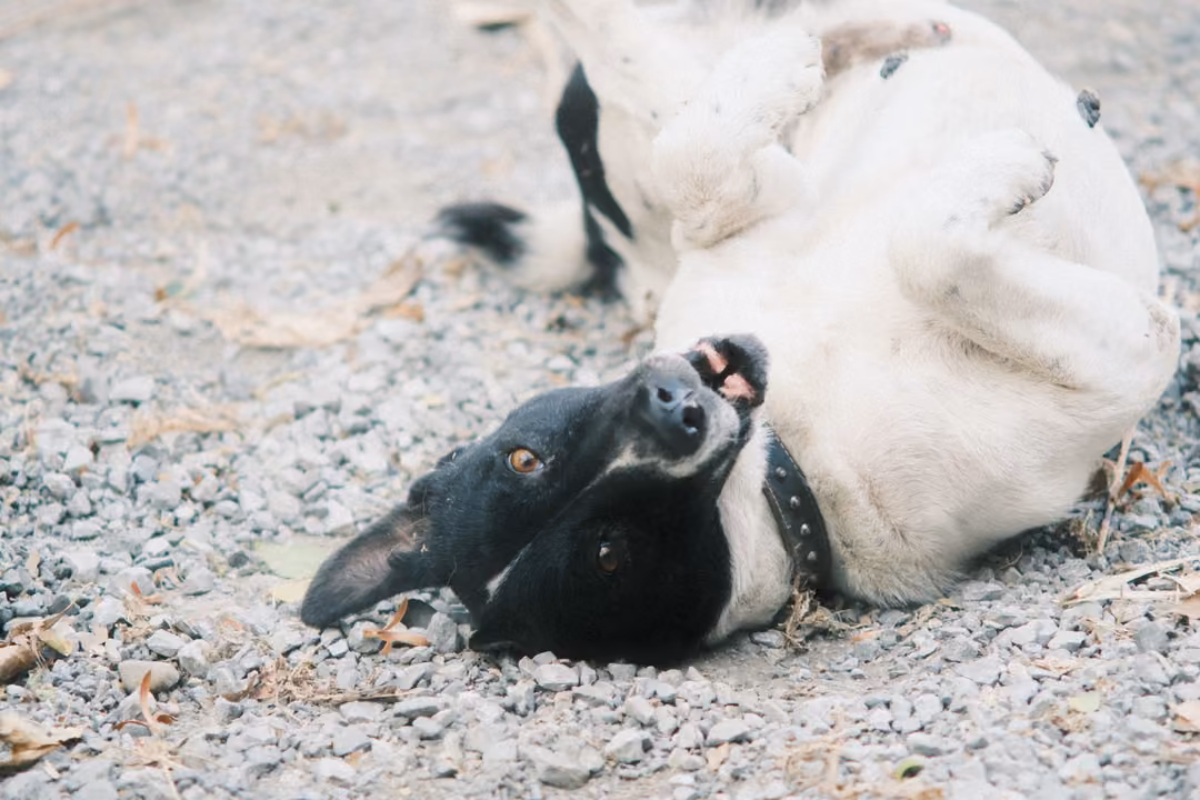 Black and white dog with a collar rolling on its back on gravel, mouth open, among dry leaves