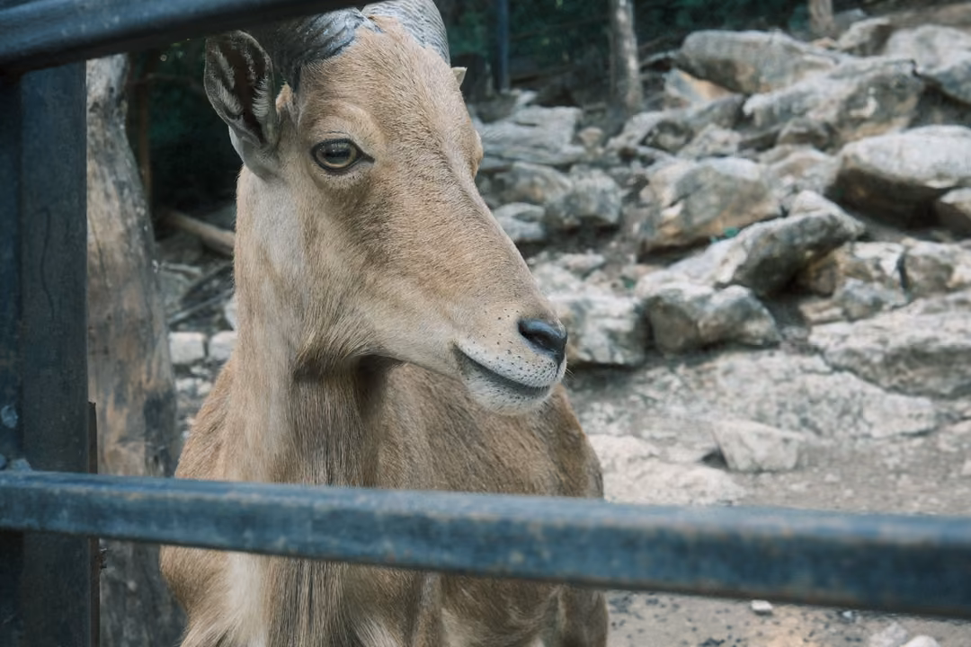 Horned goat behind metal rail looking to the right, pale rocks and trees behind it