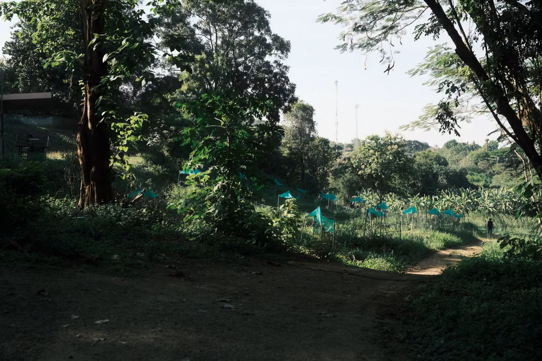 Overgrown green clearing with tall trees, a dirt path, and rows of green netting in the distance