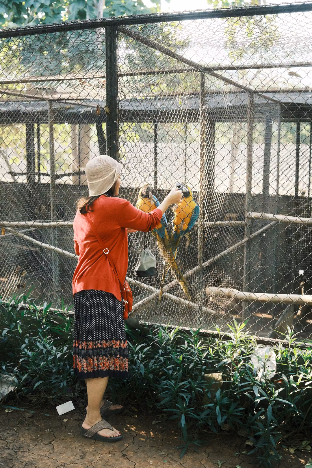 Woman in a bucket hat and red cardigan reaching up to two macaws on the wire of an aviary