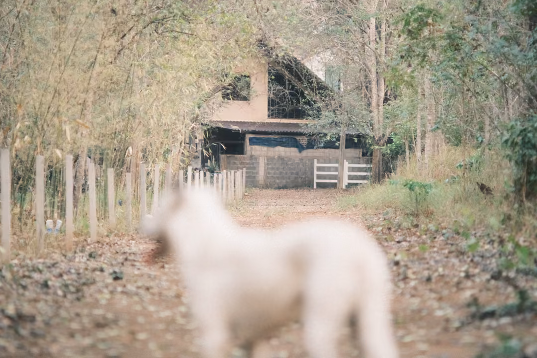 Soft-focus white dog turning away on a dirt track, a house and white gate visible behind