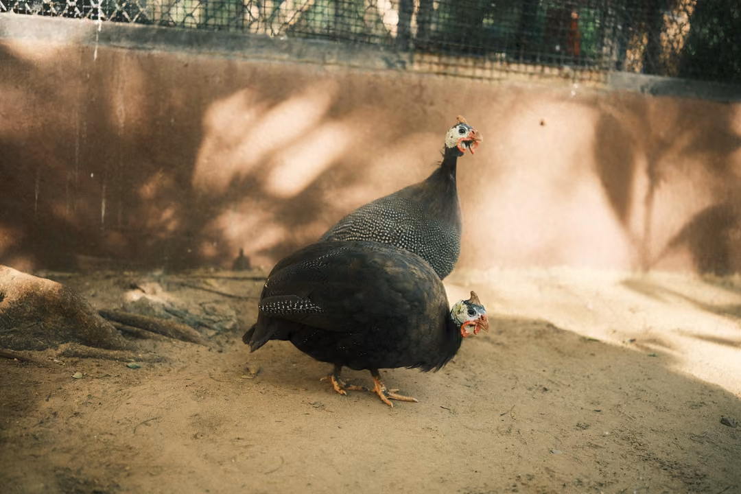 Two guineafowl with spotted grey feathers and pale faces walking on sand in front of a pink wall