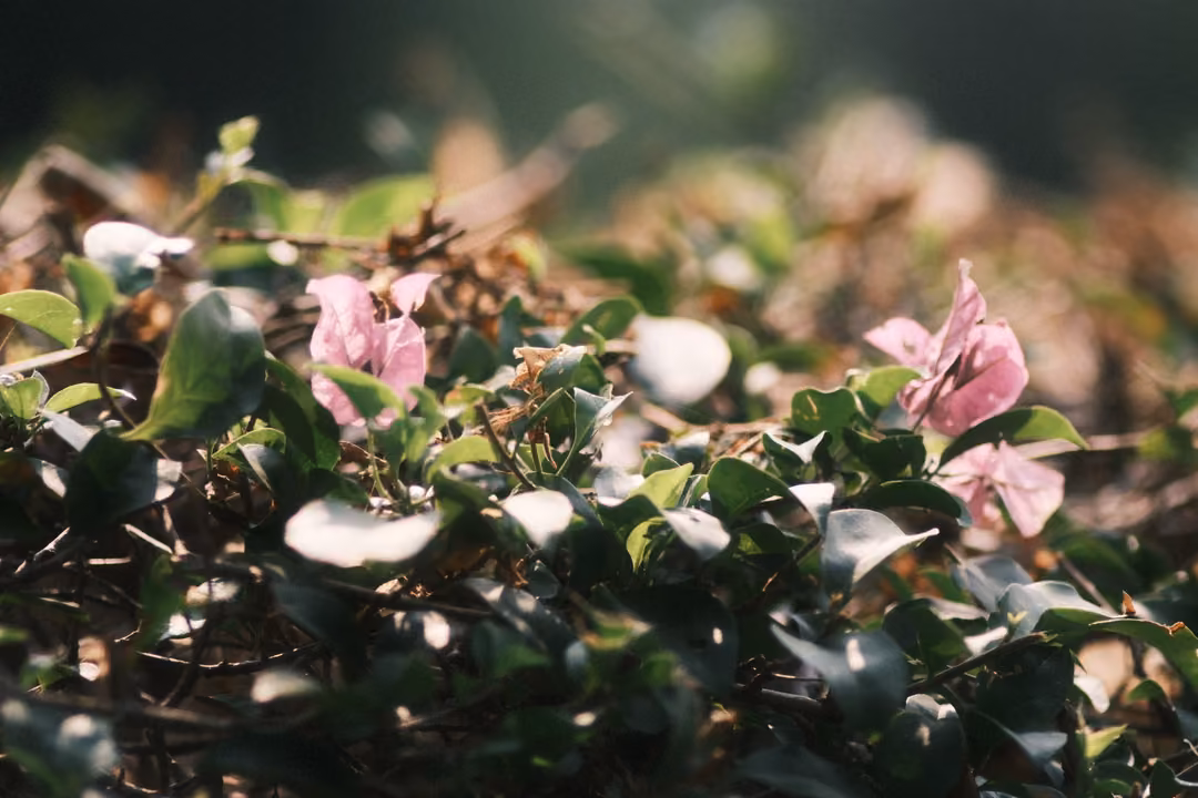 A close view of pink bougainvillea flowers and pale green leaves along the top of a hedge, background blurred.