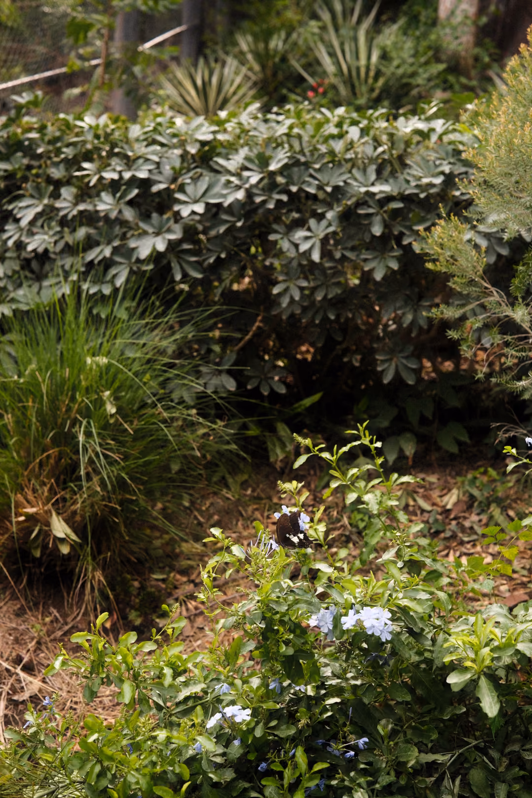 Dense green shrubs and grasses with small pale blue flowers along a shaded garden bed