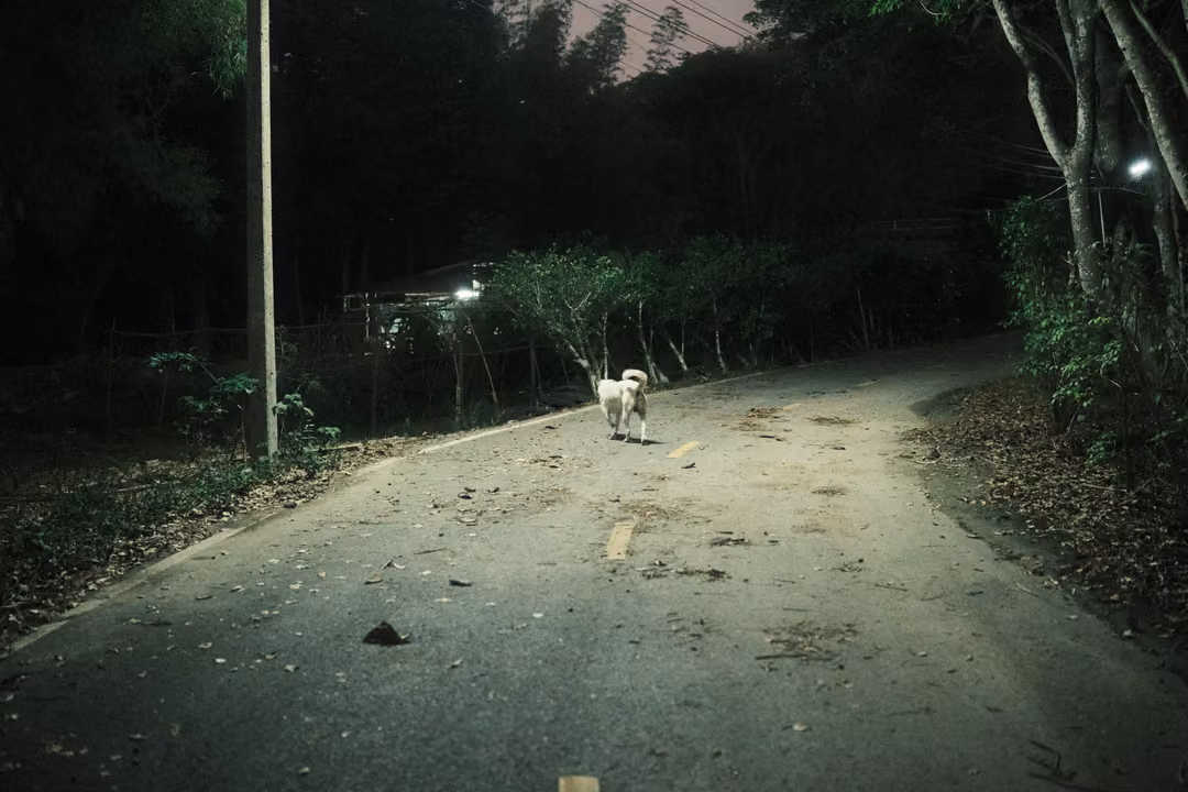 White dog walking toward the viewer down an empty paved road at night, lit by a streetlamp