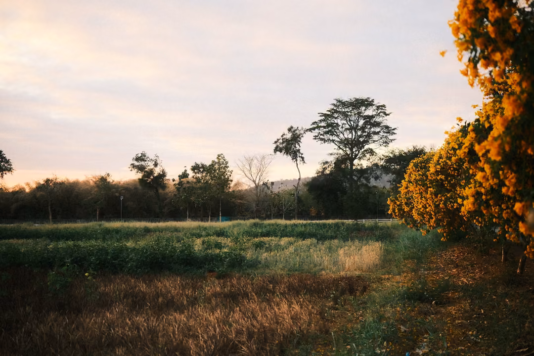 Field of grass at dusk with a tree of orange-yellow blossoms at the right edge and scattered trees on the horizon