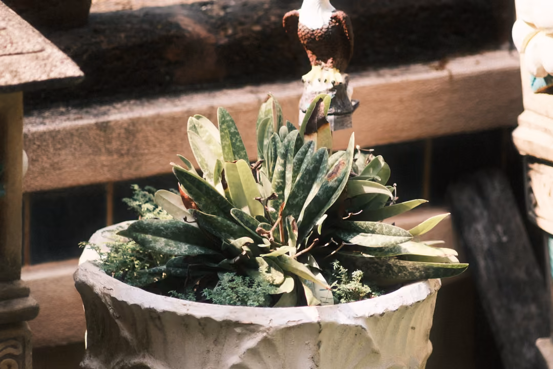 A spiky plant with spotted leaves in a white carved pot, a small eagle figurine perched above on a wooden ledge.