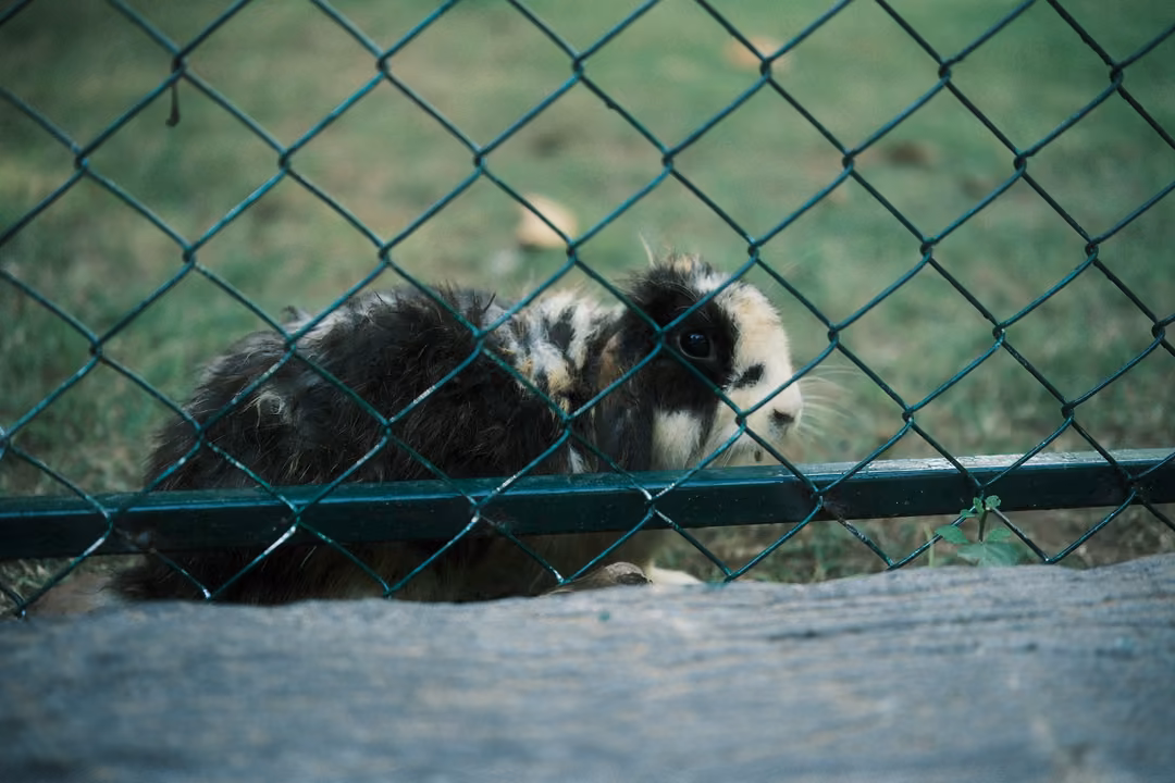 Black and white long-haired guinea pig pressed against a chain-link fence above a weathered wooden ledge