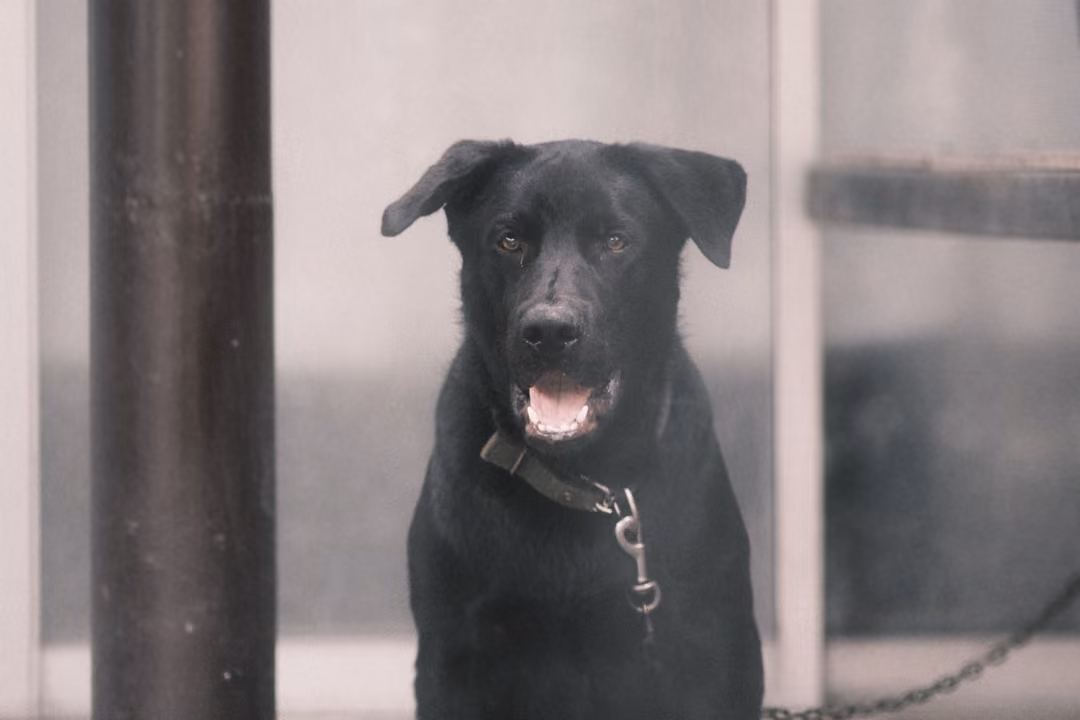 A black dog on a chain sits behind a dark post, mouth open, in front of a pale wall and window.