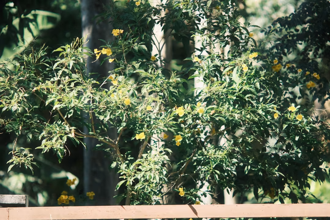 Green shrub with small yellow flowers behind a wooden rail, sunlit