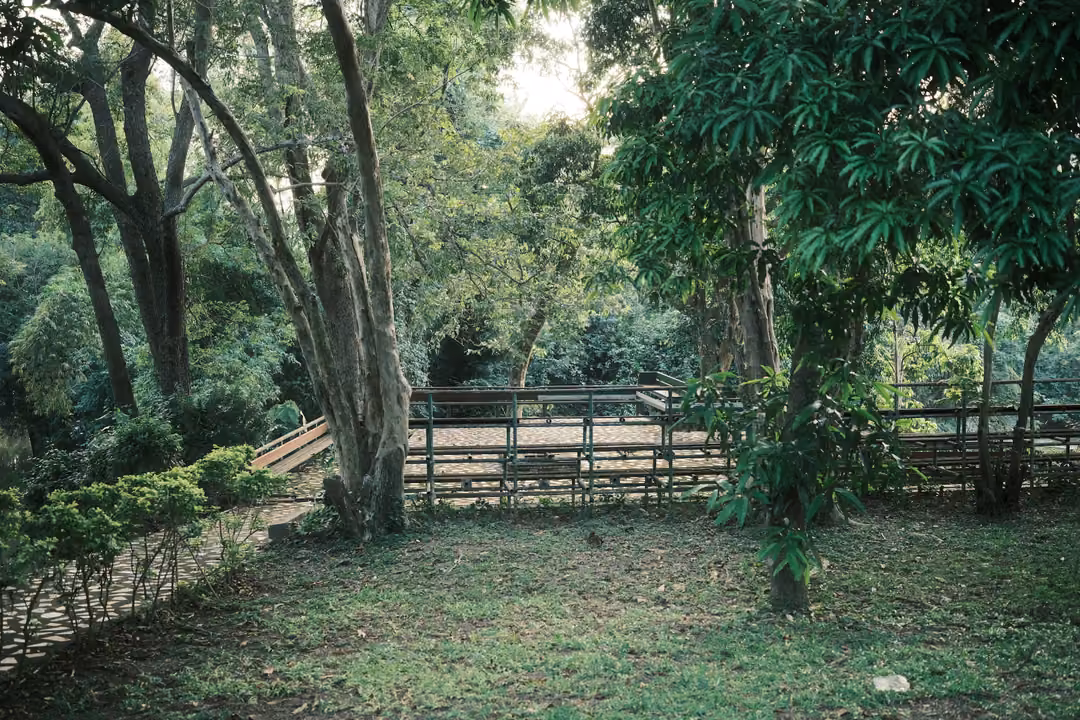 Garden with tall trees, a raised wooden walkway and green shrubs in evening light
