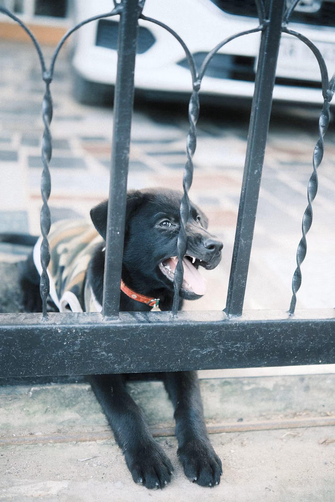 Black puppy with red collar pushing its head between gate bars, front paws stretched under the bar