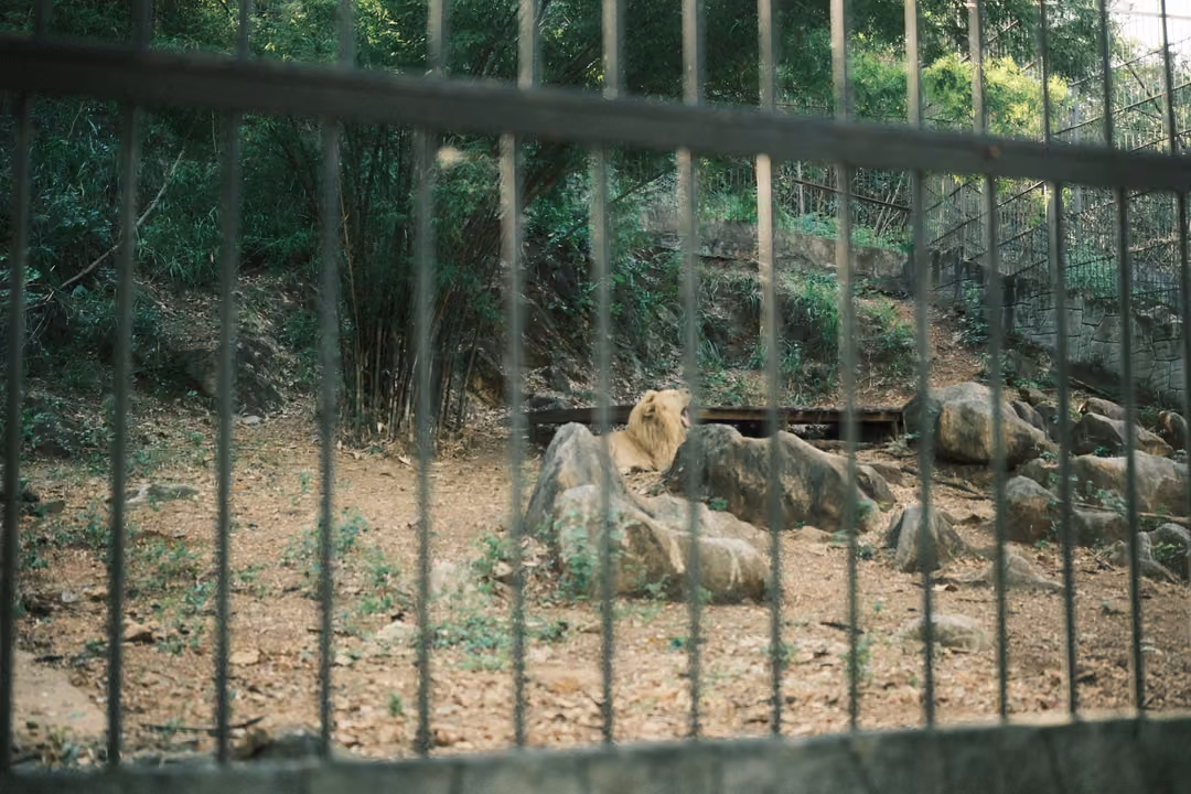 Pale lion resting among rocks in a dry enclosure, seen through tall vertical bars, trees behind