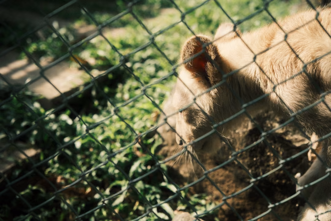 Close view through chain-link fence of a pale lion cub nosing the ground among green plants