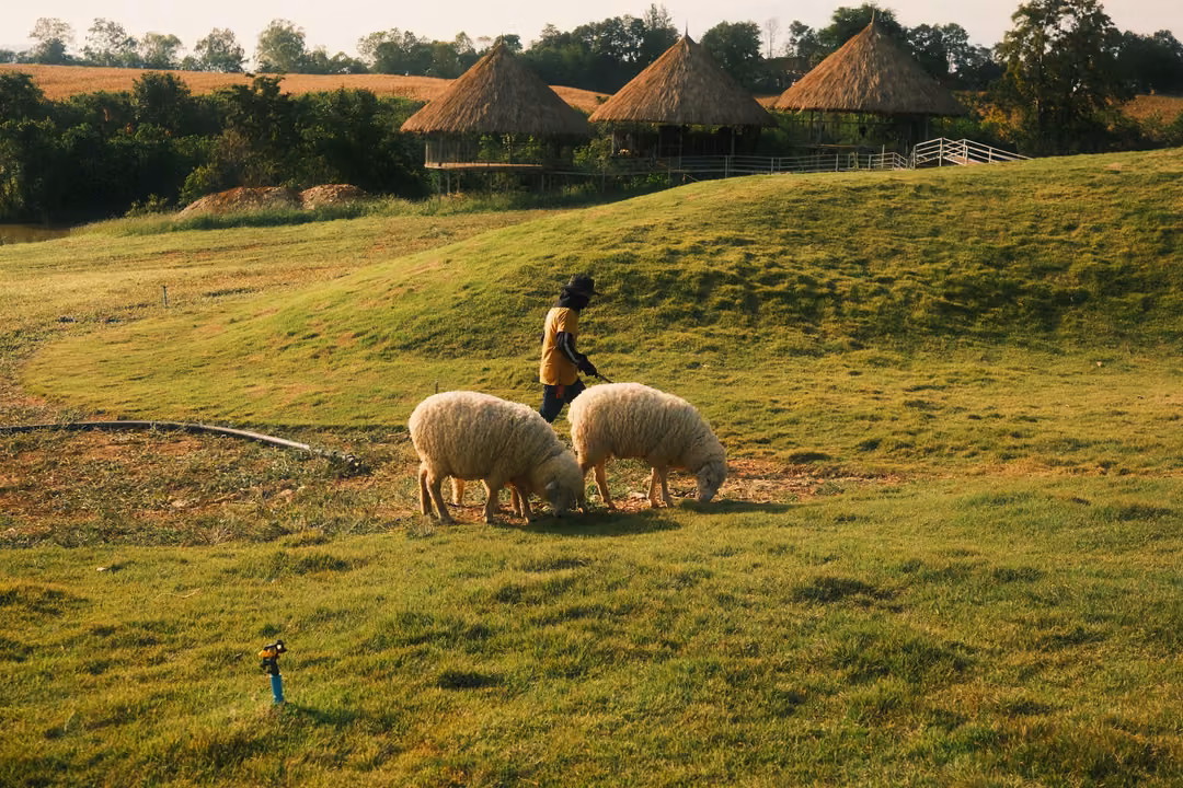 A person in a yellow shirt walks behind two grazing sheep on a sunlit green slope, thatched huts beyond.