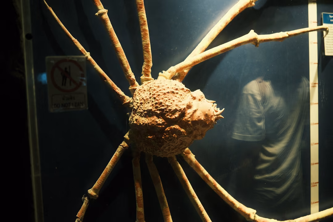 Large crab with very long jointed legs pressed against the glass of a dark tank, a small sign beside it